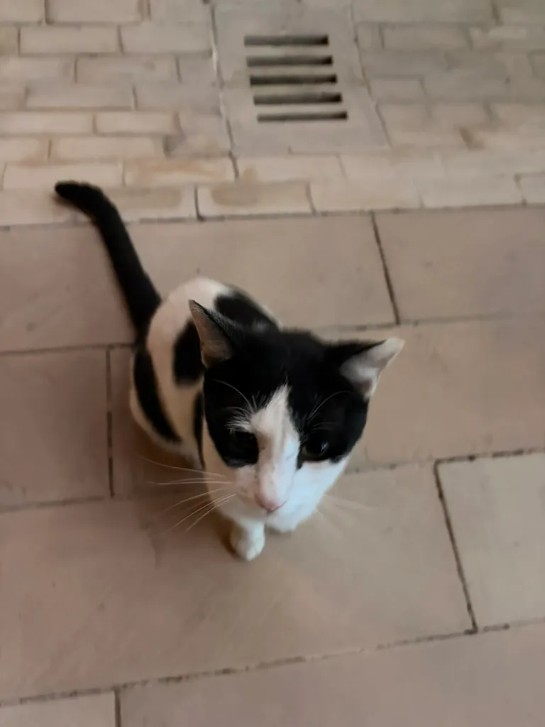 小猫或许不会有这些烦恼 小猫或许不会有这些烦恼